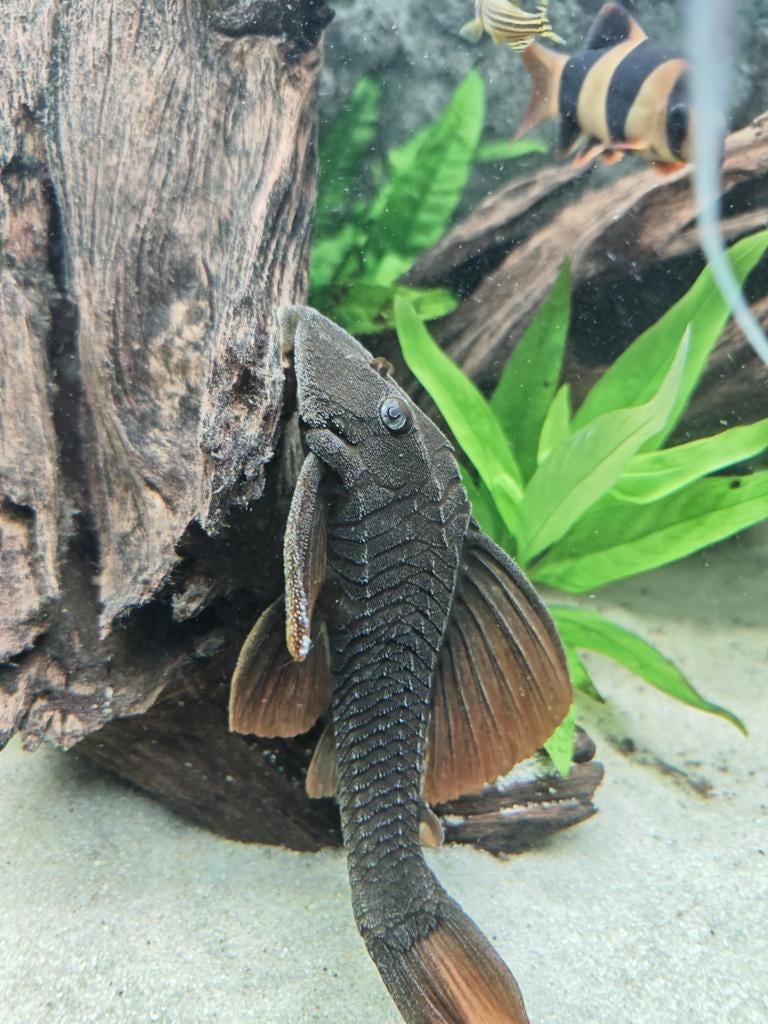 L137 Blue Eyes Red Fin Pleco (Hypostomus soniae), Dieren en Toebehoren, Vis