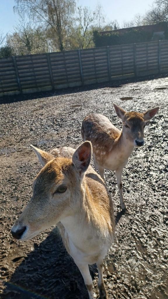 damherten, Dieren en Toebehoren, Overige Dieren, Mei, Vrouwelijk