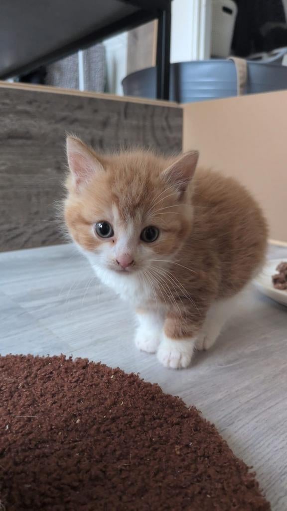 Kittens!, Meerdere dieren