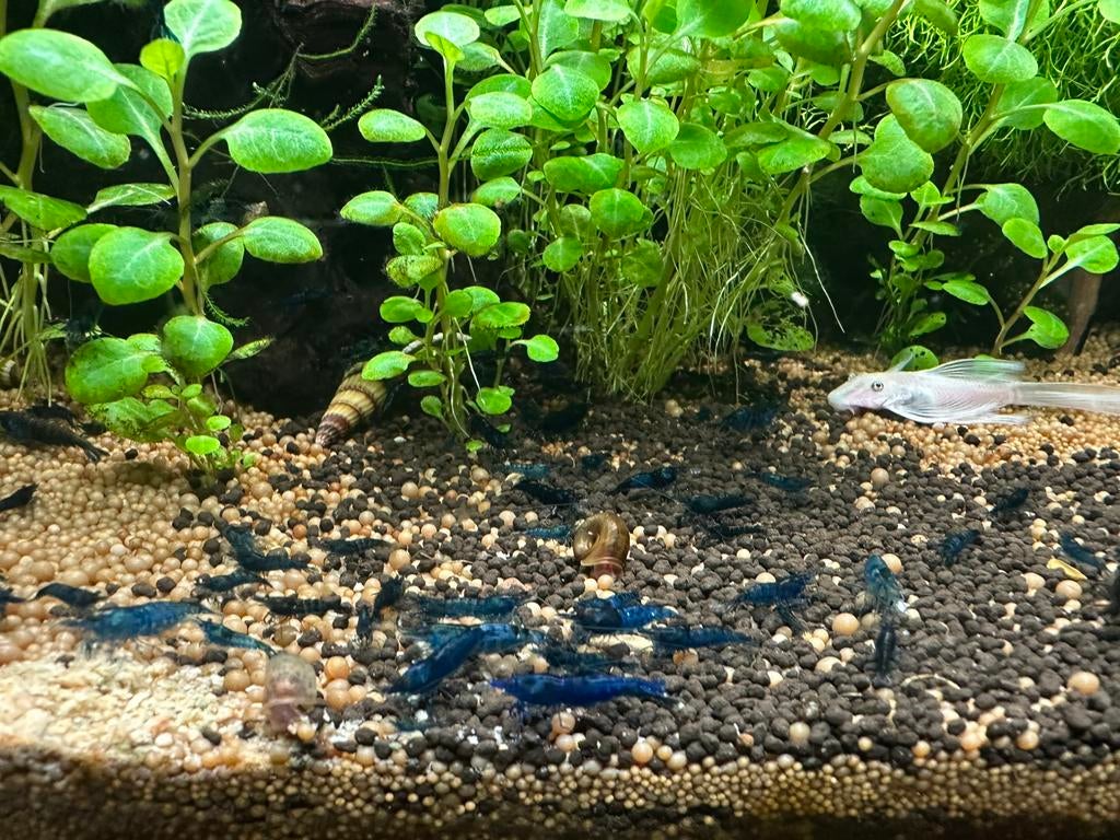 Blauwe garnalen, Dieren en Toebehoren, Vissen | Aquariumvissen, Kreeft, Krab of Garnaal