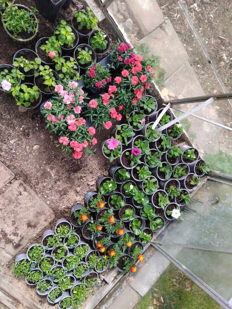 Perkgoed diverse, Ophalen, Overige soorten, Volle zon