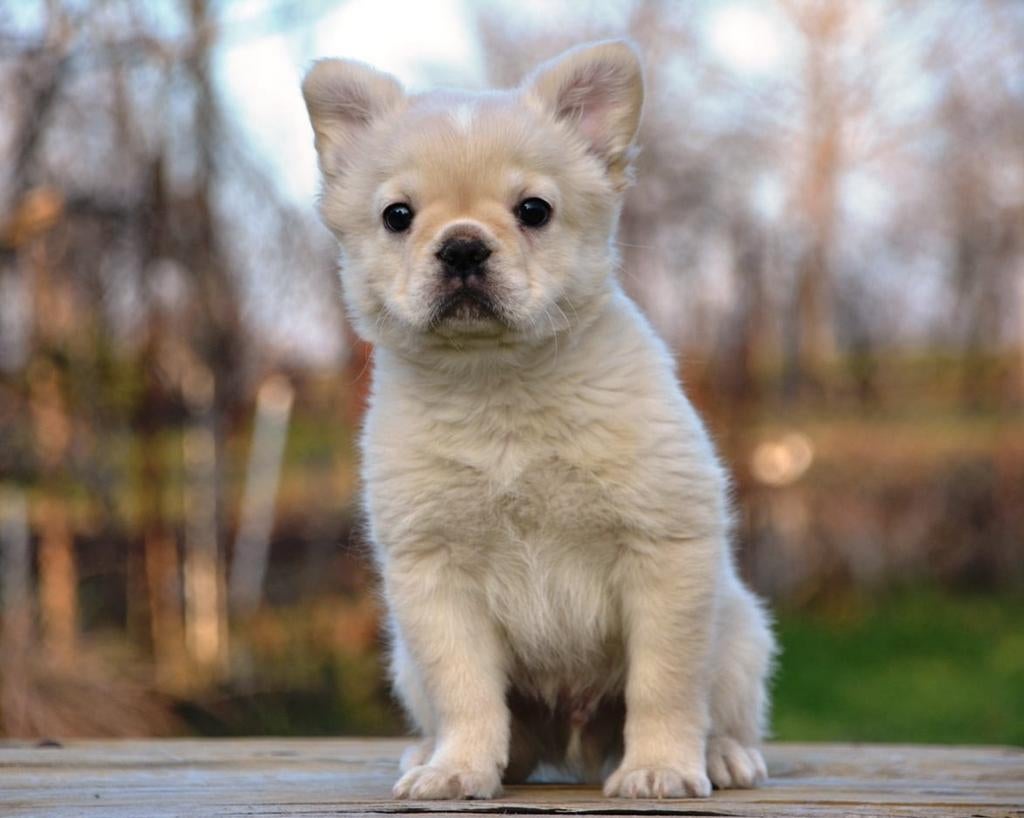 Franse buldog fluffy pup, 15 weken tot 1 jaar, Parvo, Eén hond, Nederland