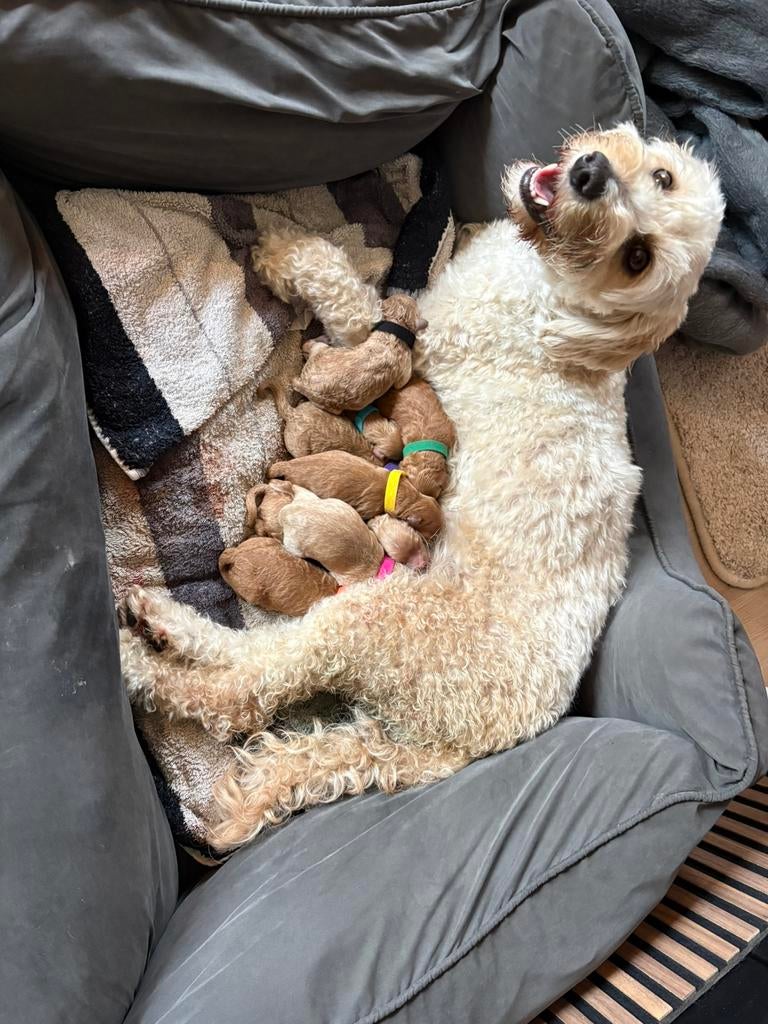 lieve MINI DOODLES ( WACHTLIJST VOL!! ), Dieren en Toebehoren, Honden | Chihuahua's en Gezelschapshonden, Meerdere dieren, Overige rassen