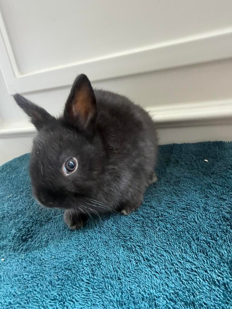 2 kleurdwerg konijntjes 8 weken, Mannelijk, Dwerg