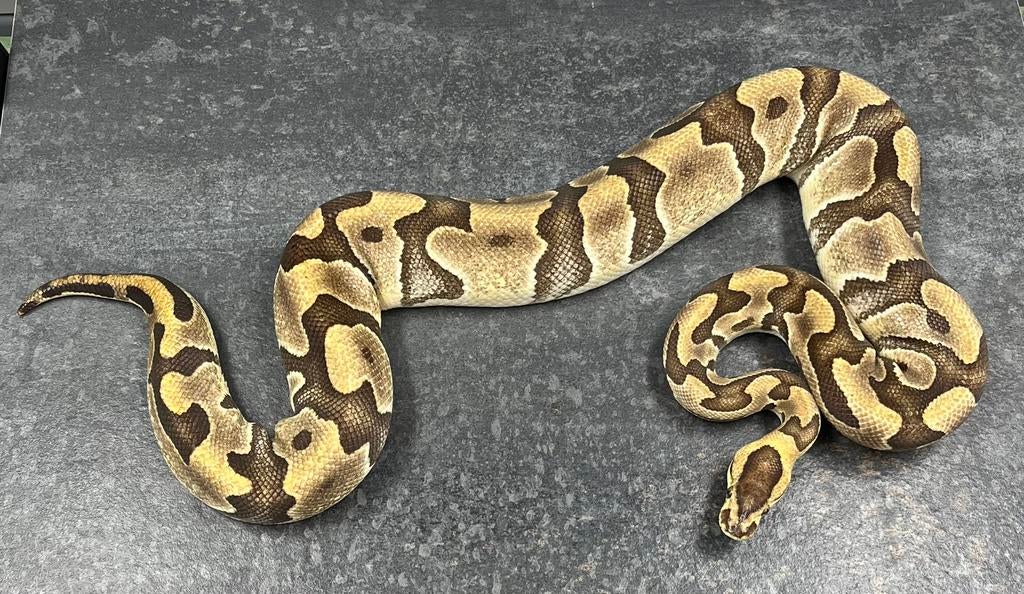 0.1 Enchi YB 100% th Amur DG Clown, Ball Python Ball Python - female for sale from Tom