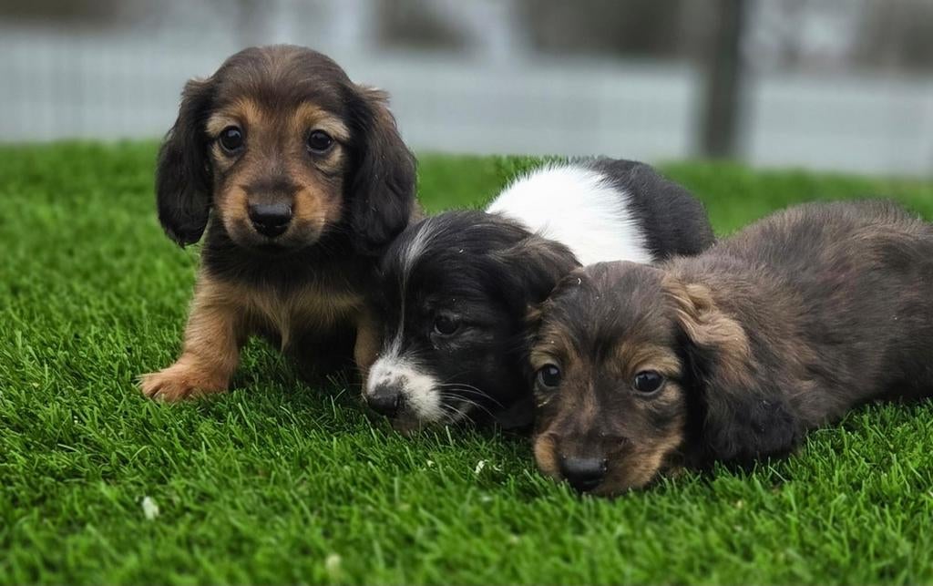 Te koop mooie langharige Dwerg Teckel pups (tekkel), Dieren en Toebehoren, Parvo, Nederland, 8 tot 15 weken, Dwerg