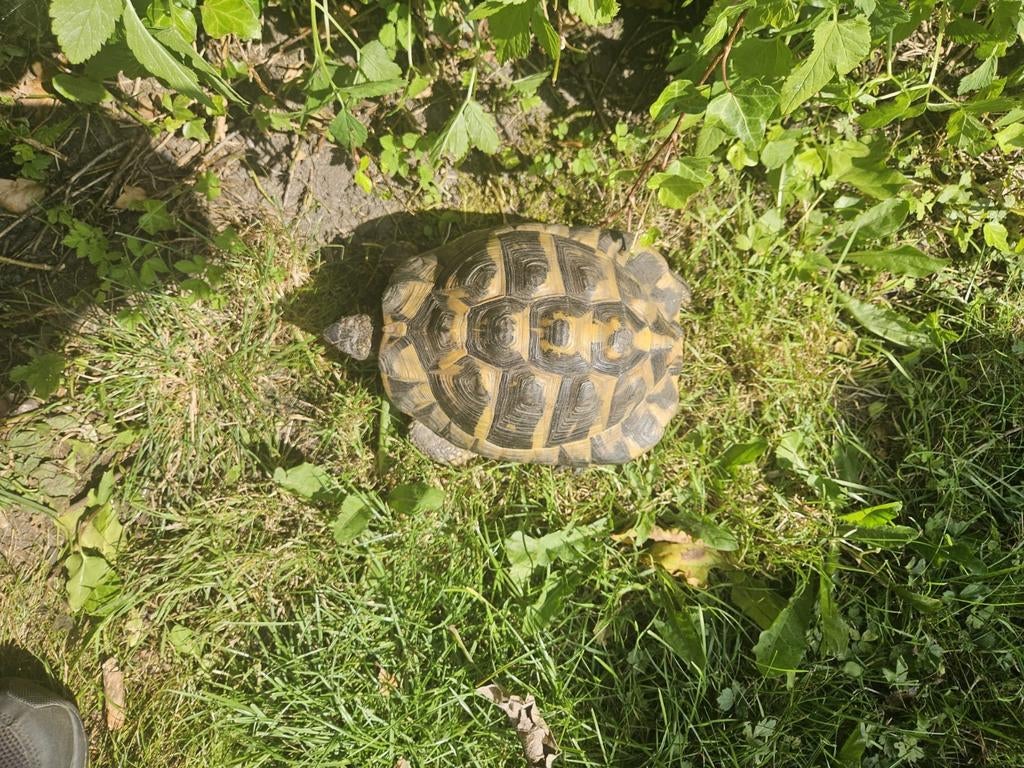 Schildpad tijdelijk huis of tuin Tortoise - unknown for sale from Friedhelmdeschildpad