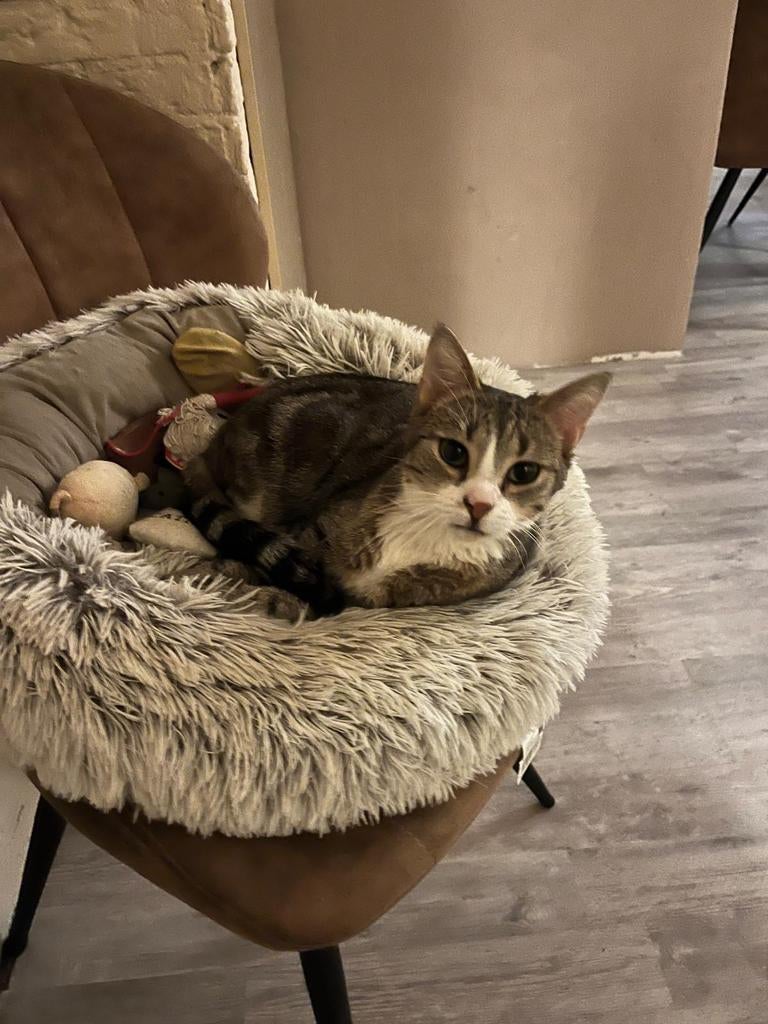 2 lieve  broertjes katten .