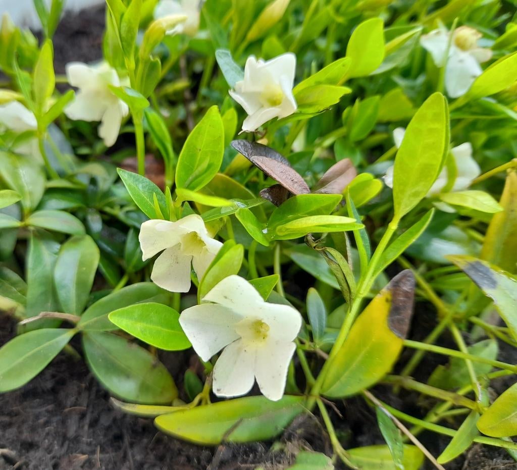 Vinca minor, maagdenpalm wit., Ophalen, Bodembedekkers, Vaste plant, Halfschaduw