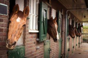Pensio(e) n stalling, Dieren en Toebehoren, Stalling en Weidegang, 1 paard of pony