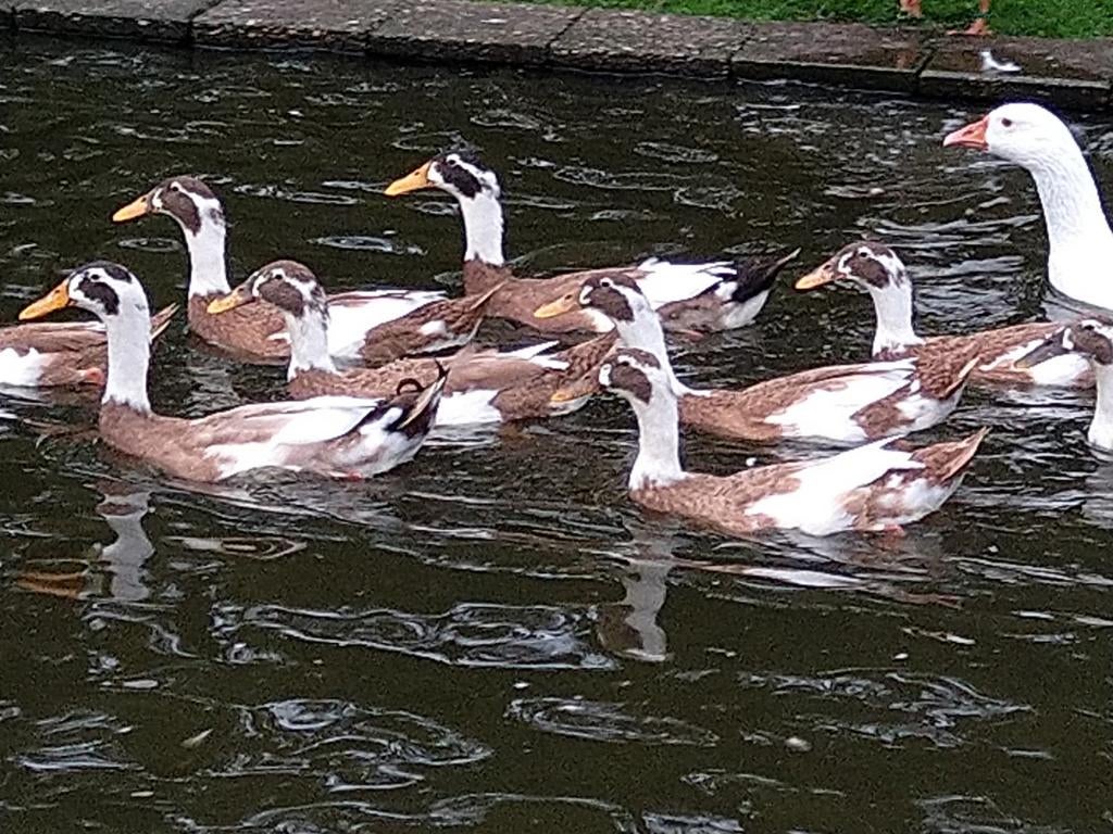 Broedeieren. Indische loopeenden reebont., Geslacht onbekend, Eend