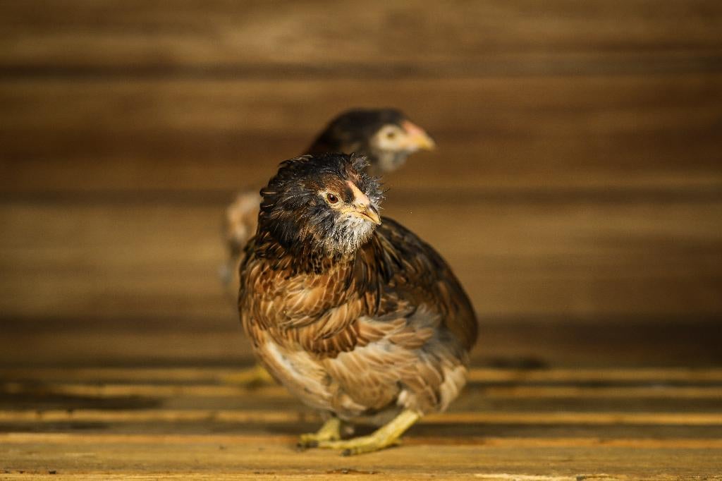Araucana kippen | Speciale eieren | Opvallend uiterlijk, Vrouwelijk, Kip