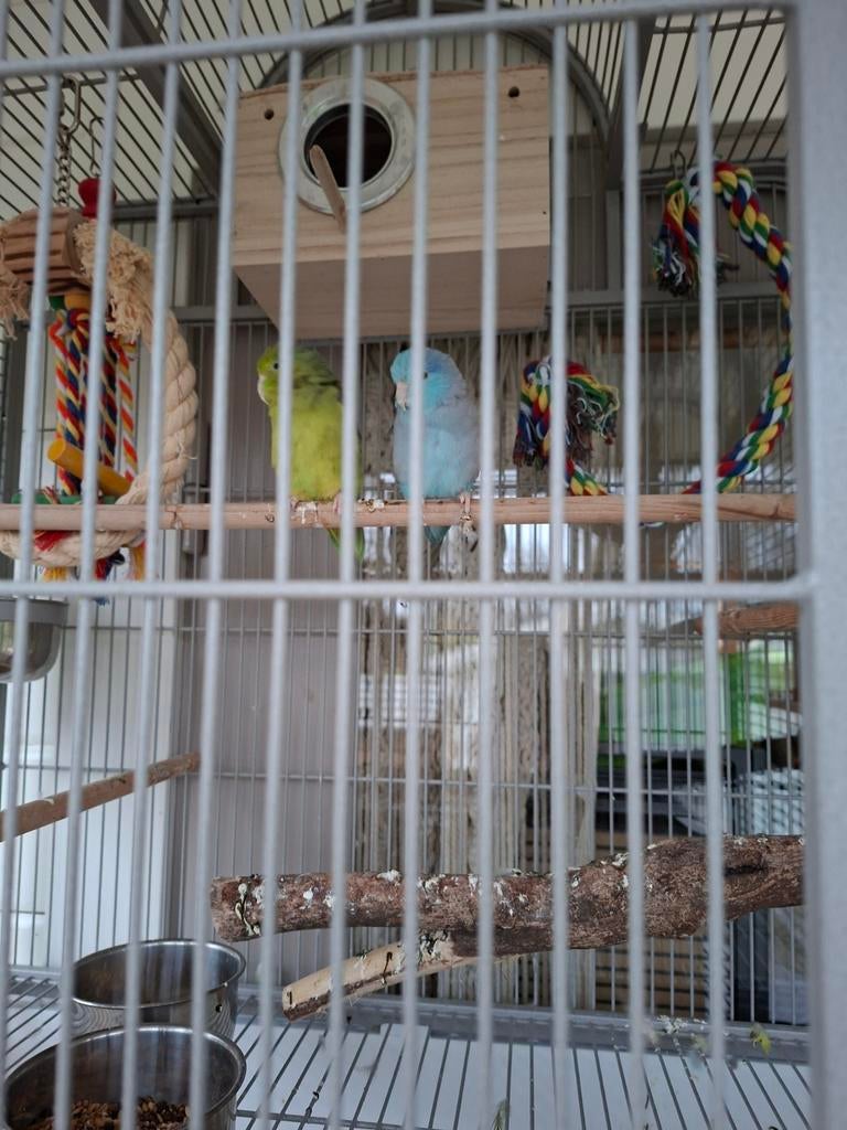 Koppel forpussen met grote kooi, Meerdere dieren, Parkiet