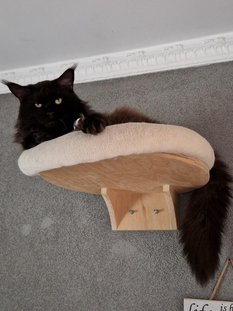 Maine Coon dekkater aangeboden ( niet te koop )