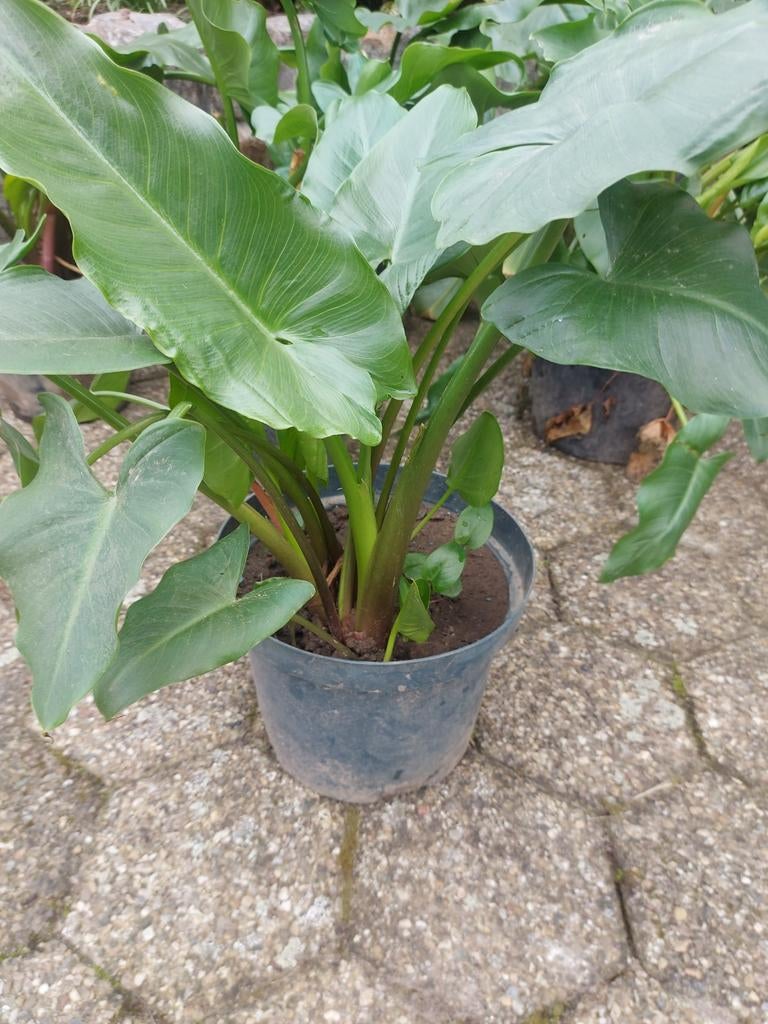 Aronskelk met witte bloemen, Tuin en Terras, Planten | Tuinplanten, Ophalen, Overige soorten, Halfschaduw