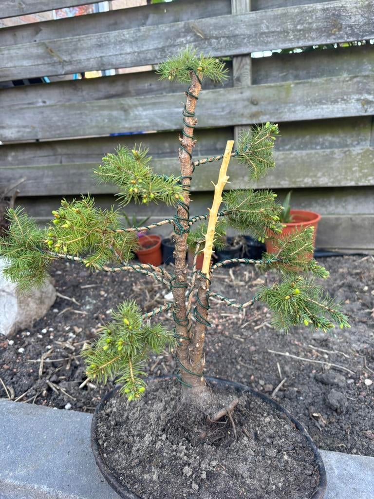 Bonsai pinea glaucia ruilen eventueel acer palmatum, Ophalen, Bloeit niet, Halfschaduw, Overige soorten
