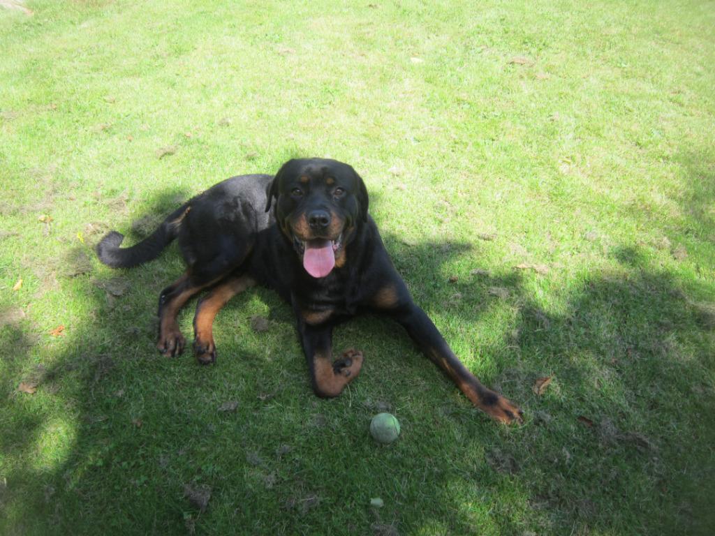 STAAT TER DEKKING ROTTWEILER! !, Reu, 1 tot 2 jaar, Parvo, Eén hond