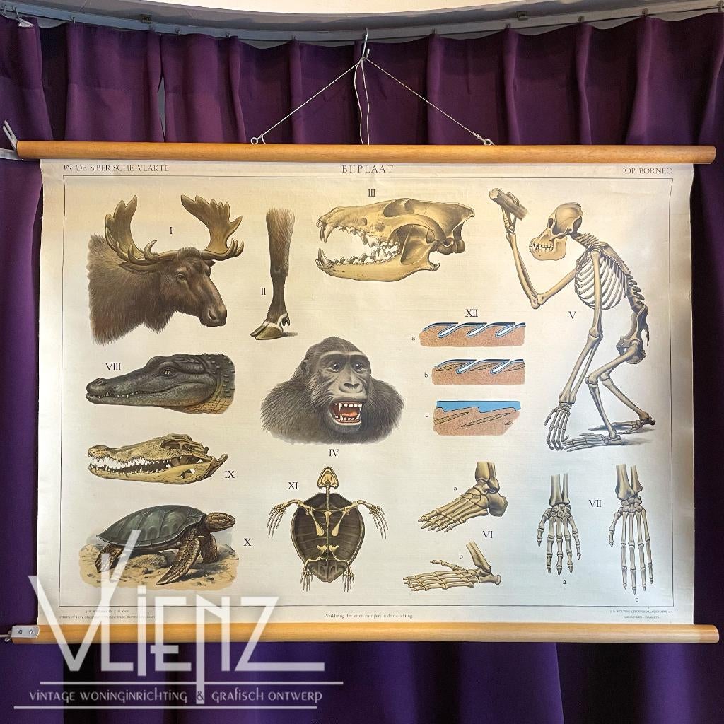 Vintage, retro schoolplaat Siberische vlakte, op Borneo, Ophalen of Verzenden, Natuur en Biologie