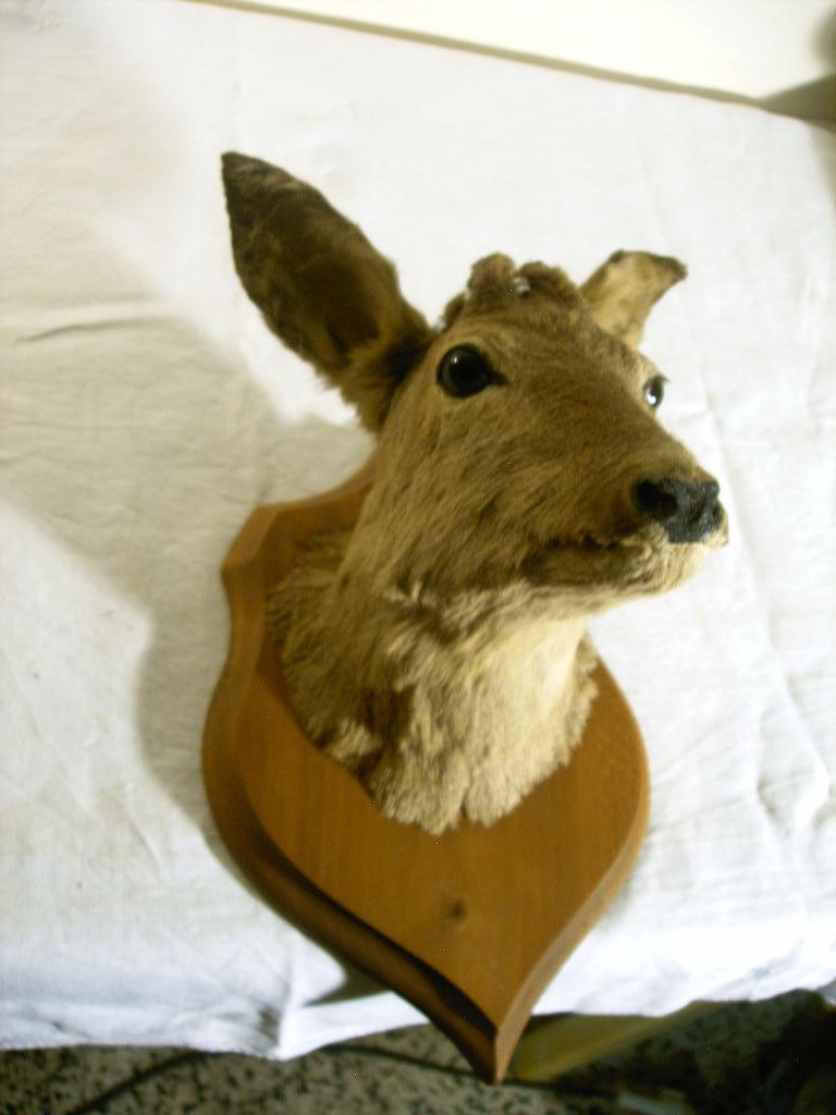 Reekop, Verzamelen, Dierenverzamelingen, Gebruikt, Gewei of Kop, Wild dier, Ophalen of Verzenden