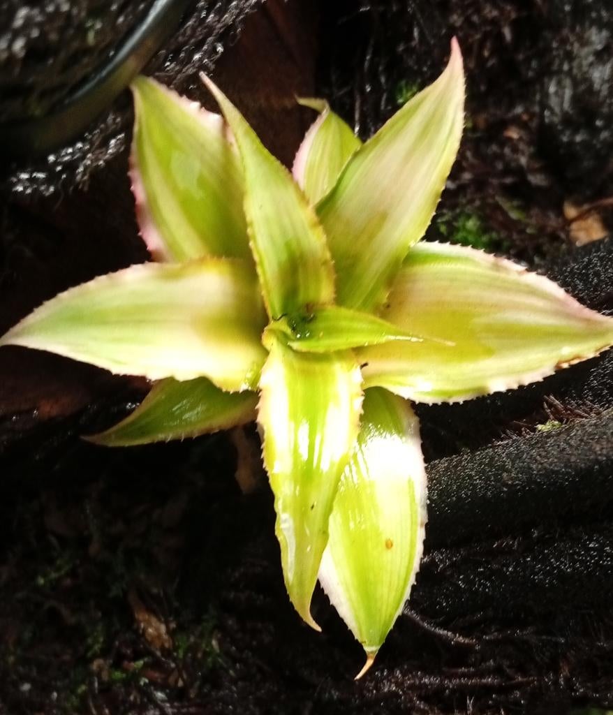 Terrarium planten, Ophalen, Nieuw, Tak, Plant, Rots of Steen
