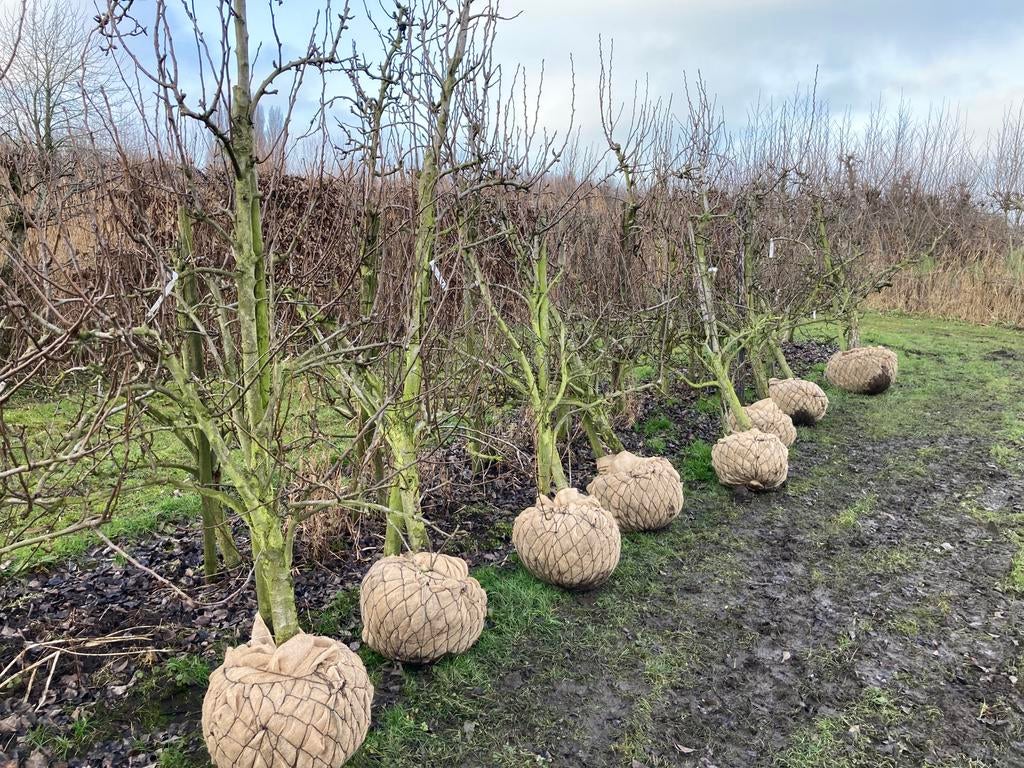 Oude perenbomen, Ophalen, Lente, Volle zon, Perenboom
