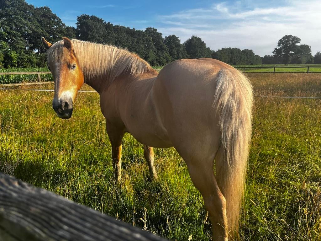 Weidegang met inloopstal gezocht, Dieren en Toebehoren, Weidegang