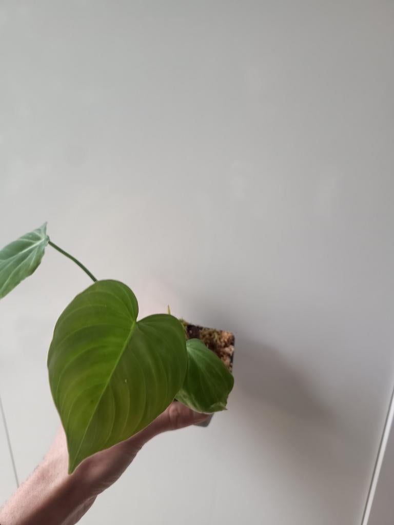 Philodendron glorious #1, Huis en Inrichting, Kamerplanten, Ophalen of Verzenden, Halfschaduw, Minder dan 100 cm
