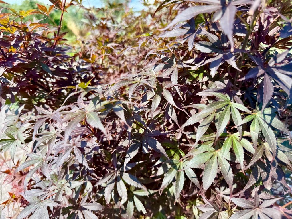 Acer palmatum Skeeters Broom - Japanse rode Esdoorn te koop!, In pot, Bloeit niet, Halfschaduw, 100 tot 250 cm