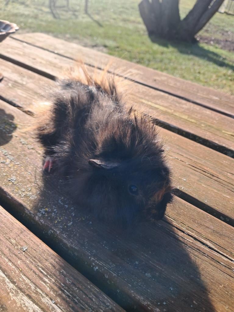 Mooie stoere cavia man, Dieren en Toebehoren, Januari, Mannelijk, Cavia