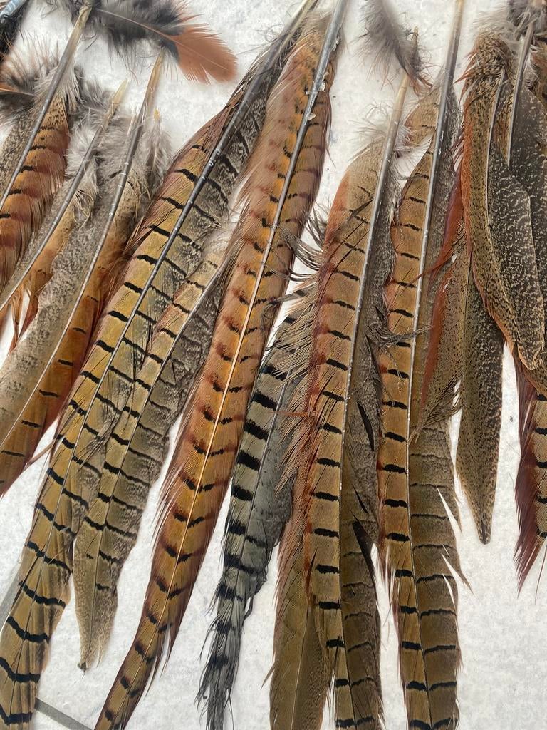 Fazant veren, Ophalen of Verzenden