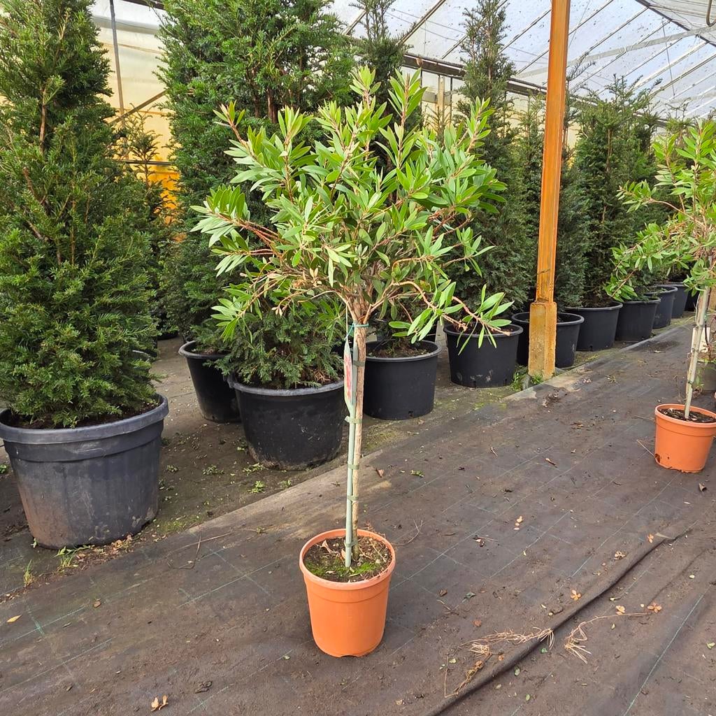 Callistemon op stam, Overige soorten, 100 tot 250 cm, Zomer, Ophalen