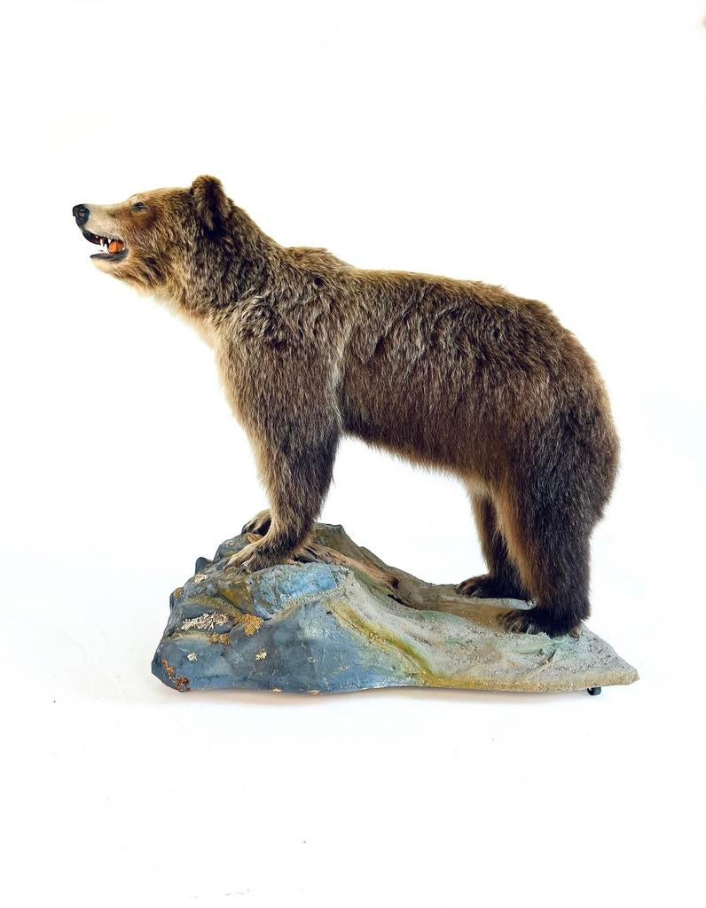 Taxidermie Canadese Grizzly beer + documenten 2023, Ophalen of Verzenden, Zo goed als nieuw, Overige soorten, Opgezet dier