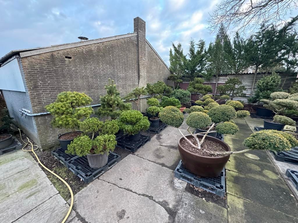 Vormbomen/Tuinbonsai: Grote Pre-Sale met Stuntprijzen!, Bloeit niet, 100 tot 250 cm, Dakboom, Ophalen