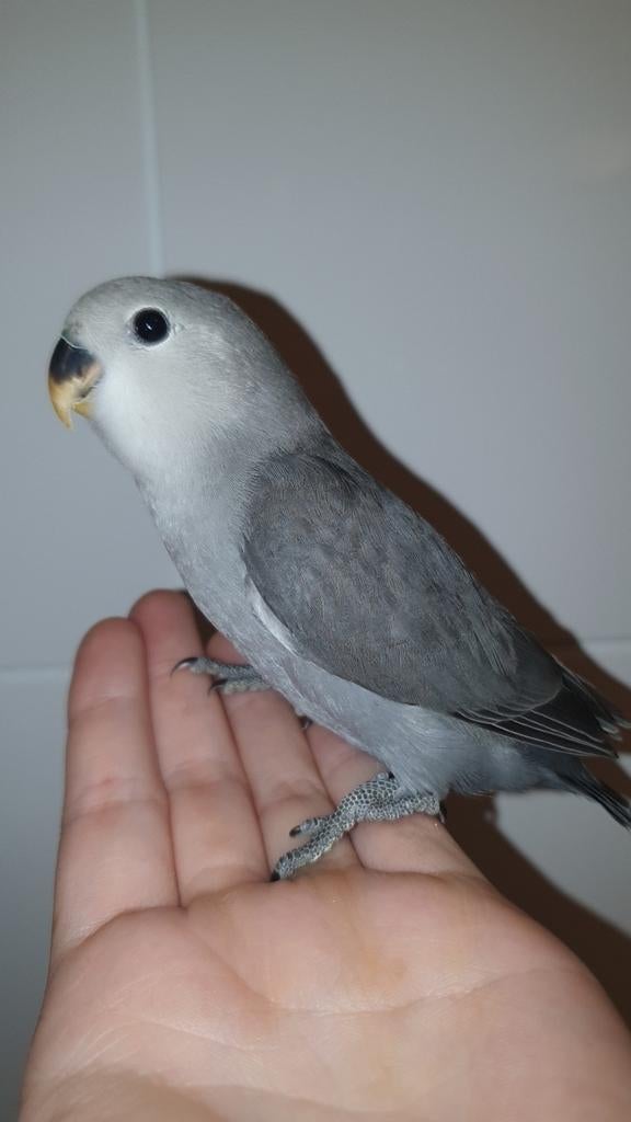 Handtamme baby agapornis. +/- 6 weken oud. zie beschrijving., Dieren en Toebehoren, Vogels | Parkieten en Papegaaien, Geslacht onbekend