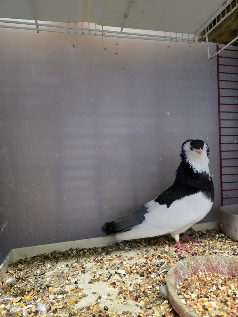 Een mooie koppel sierduiven ., Dieren en Toebehoren, Meerdere dieren, Overige soorten