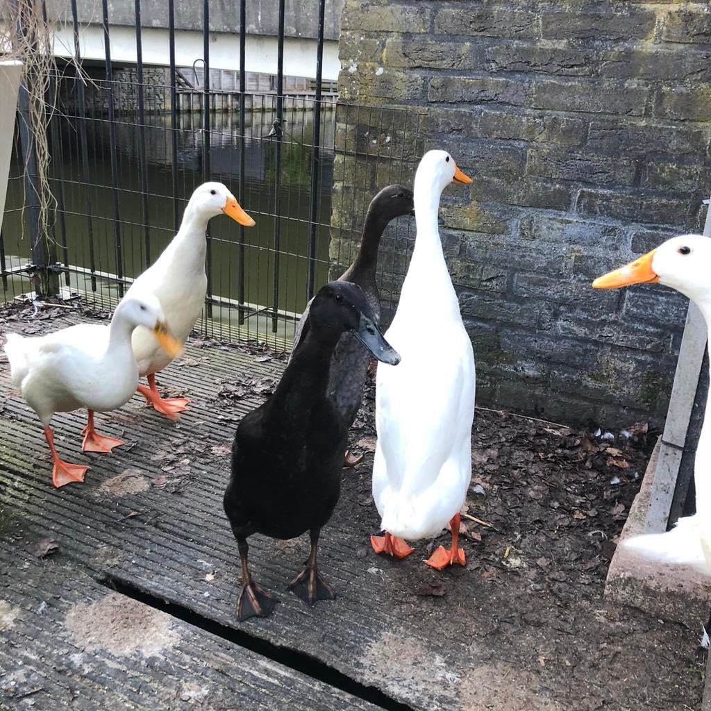 Vrouwelijke raszuivere zwart & grijze Indische loopeenden, Vrouwelijk, Eend