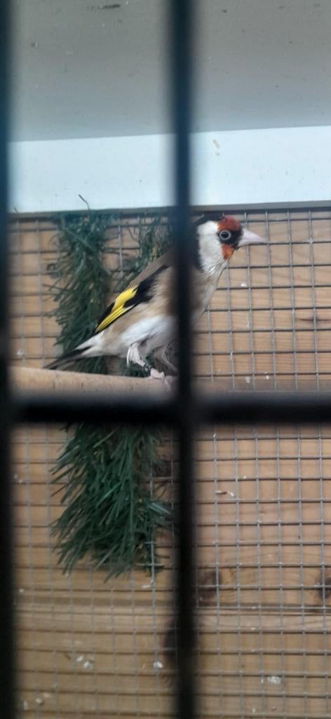 te koop bloem putter man van 2025 prijs€100