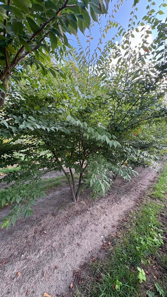 Zelkova serrata | meerstammige bomen, Tuin en Terras, Planten | Bomen, Ophalen of Verzenden, Volle zon, Overige soorten