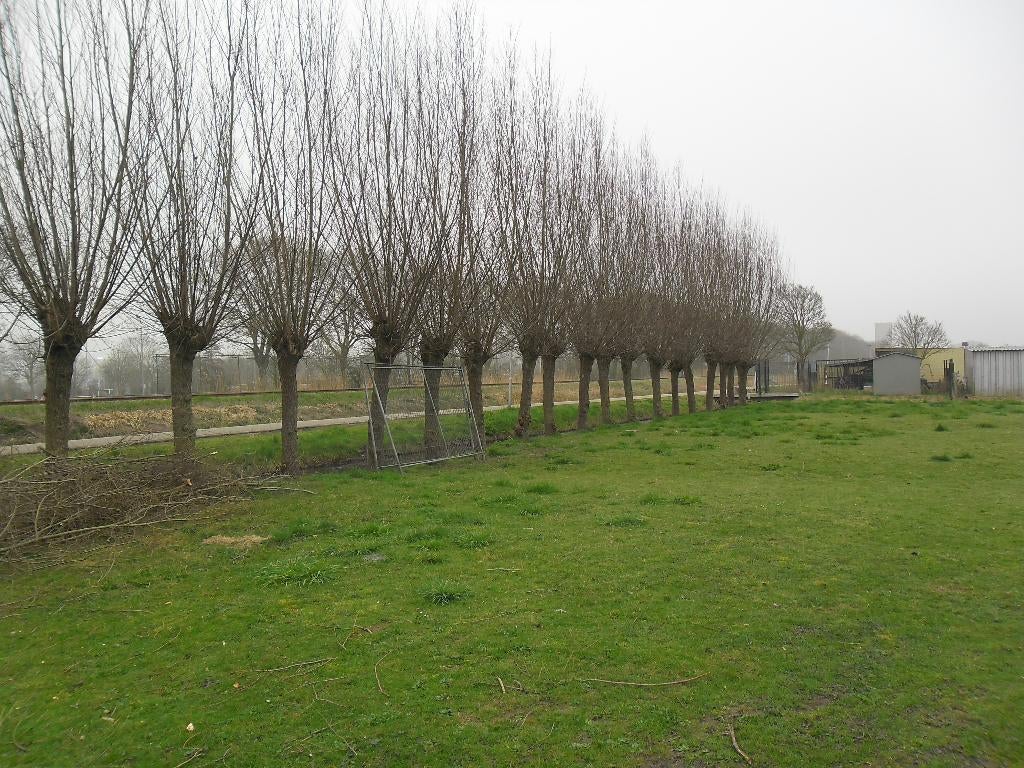 wilgen takken gratis, Bloeit niet, Overige soorten, 100 tot 250 cm, Ophalen