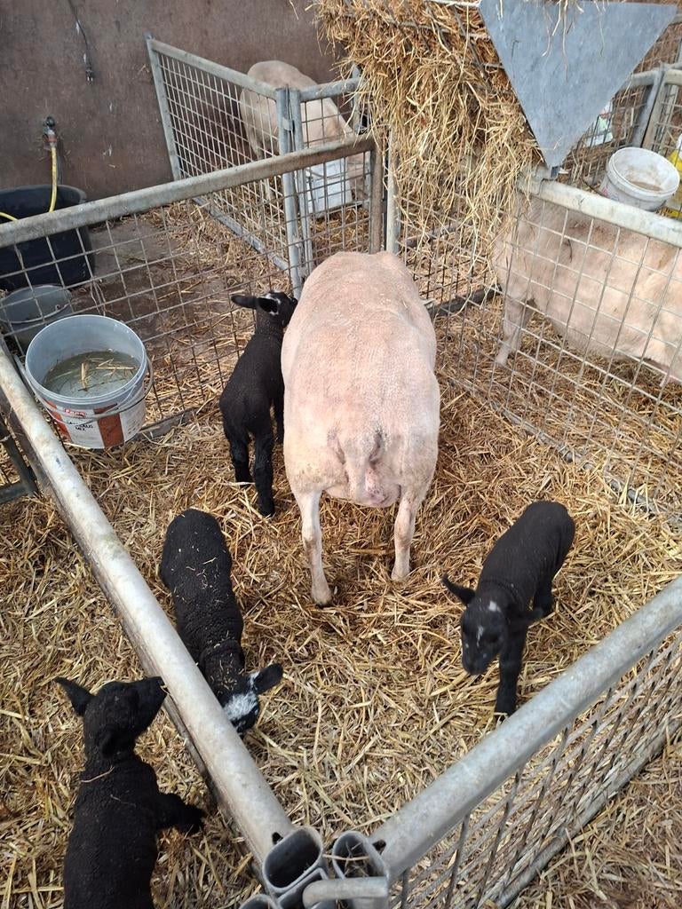 Fleslammeren te koop  zwoegervrij, Dieren en Toebehoren, Meerdere dieren, Schaap