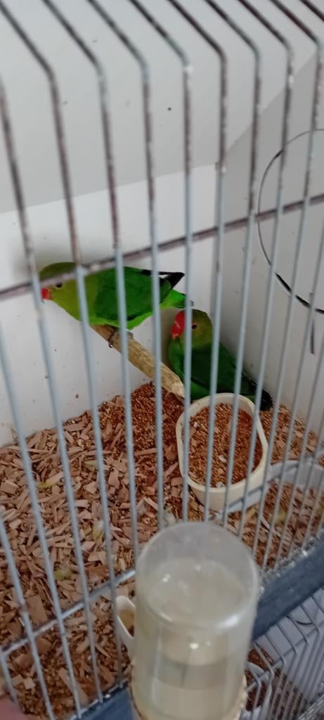 Te koop koppel agapornis taranta, Meerdere dieren, Dwergpapegaai of Agapornis