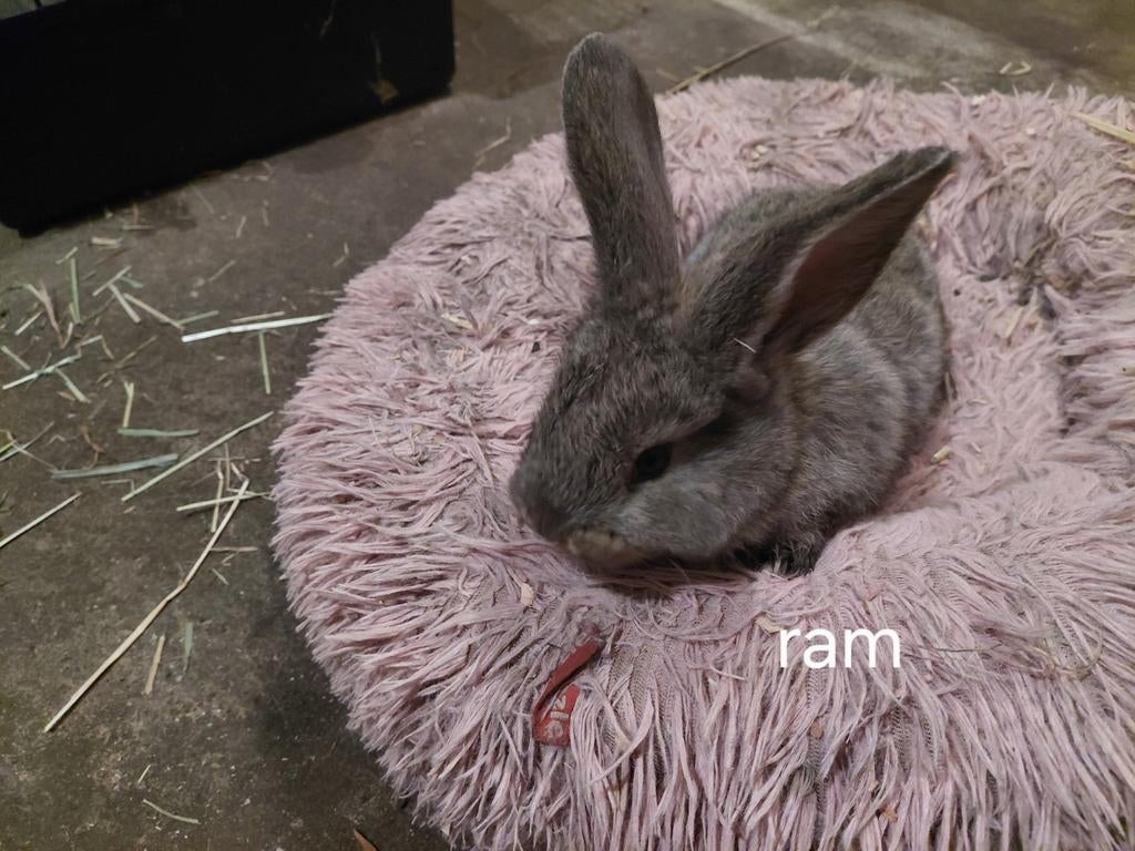 4 mooie duitse reus te koop, Mannelijk, Groot, 0 tot 2 jaar