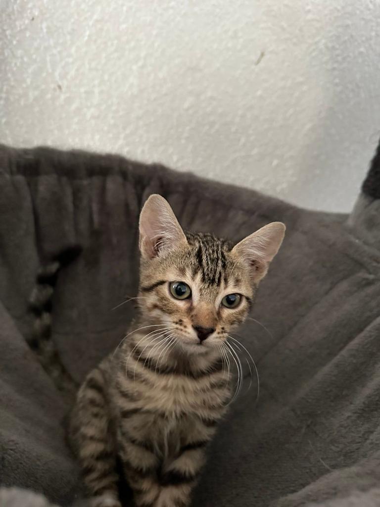 Nog 1 lieve kitten zoekt een forever home, Meerdere dieren, Gechipt, 0 tot 2 jaar