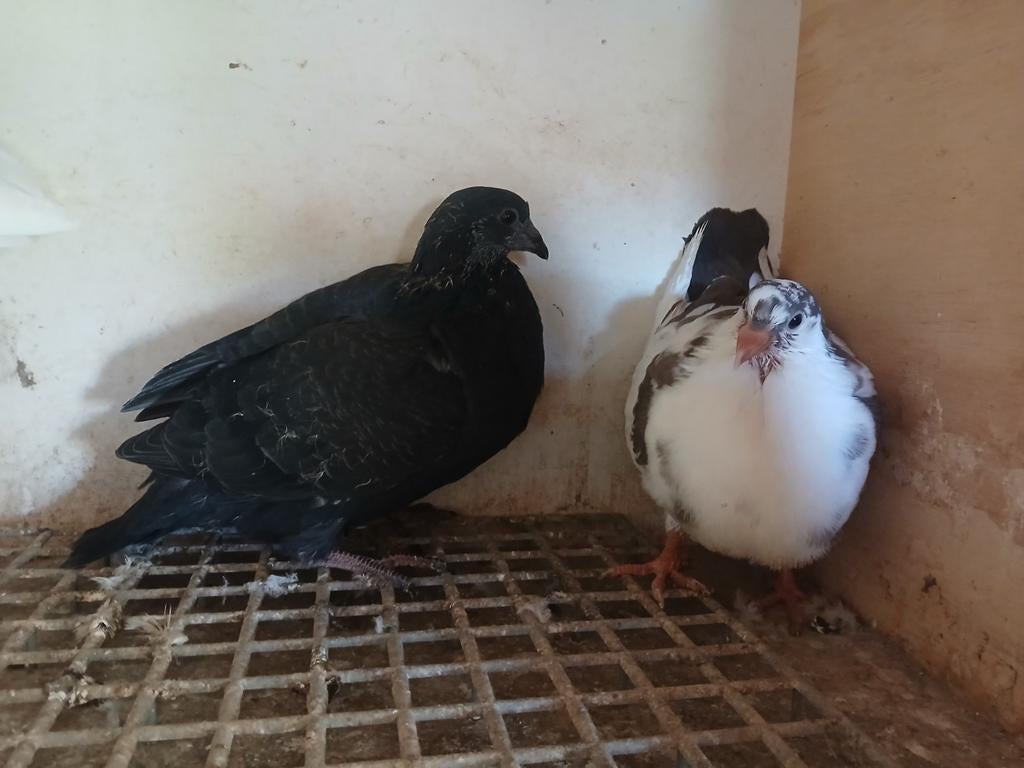 Kroppers, Tilduiven, Dieren en Toebehoren, Meerdere dieren, Kip