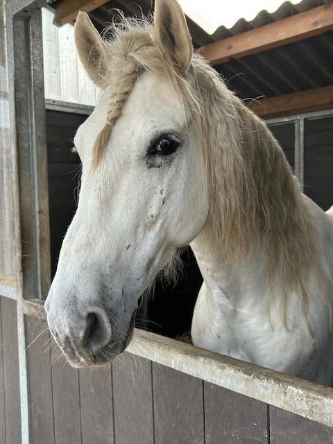 Te koop: PRE.  E-pony – Ruin stokmaat 150 cm, kleur schimmel, E pony (1.48m - 1.57m), Ruin, 7 tot 10 jaar, Recreatiepony