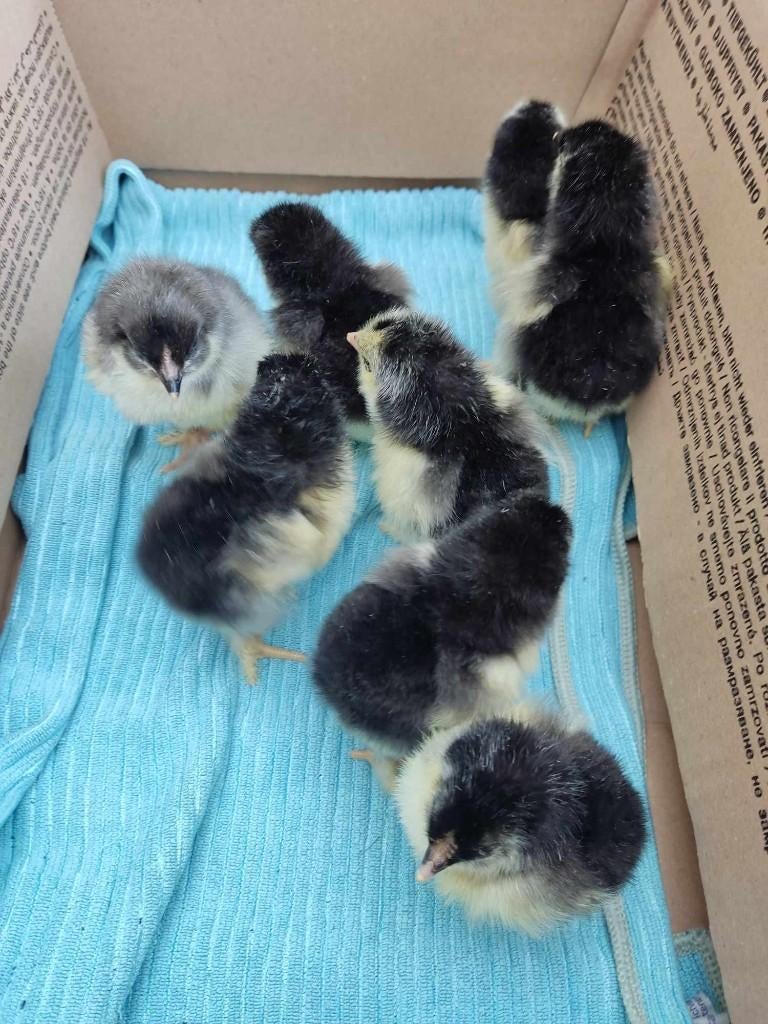 pluimvee, Dieren en Toebehoren, Pluimvee, Kip, Geslacht onbekend