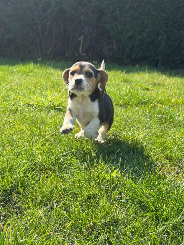 Nestje beagle pups, Parvo, Beagle, 8 tot 15 weken, Meerdere