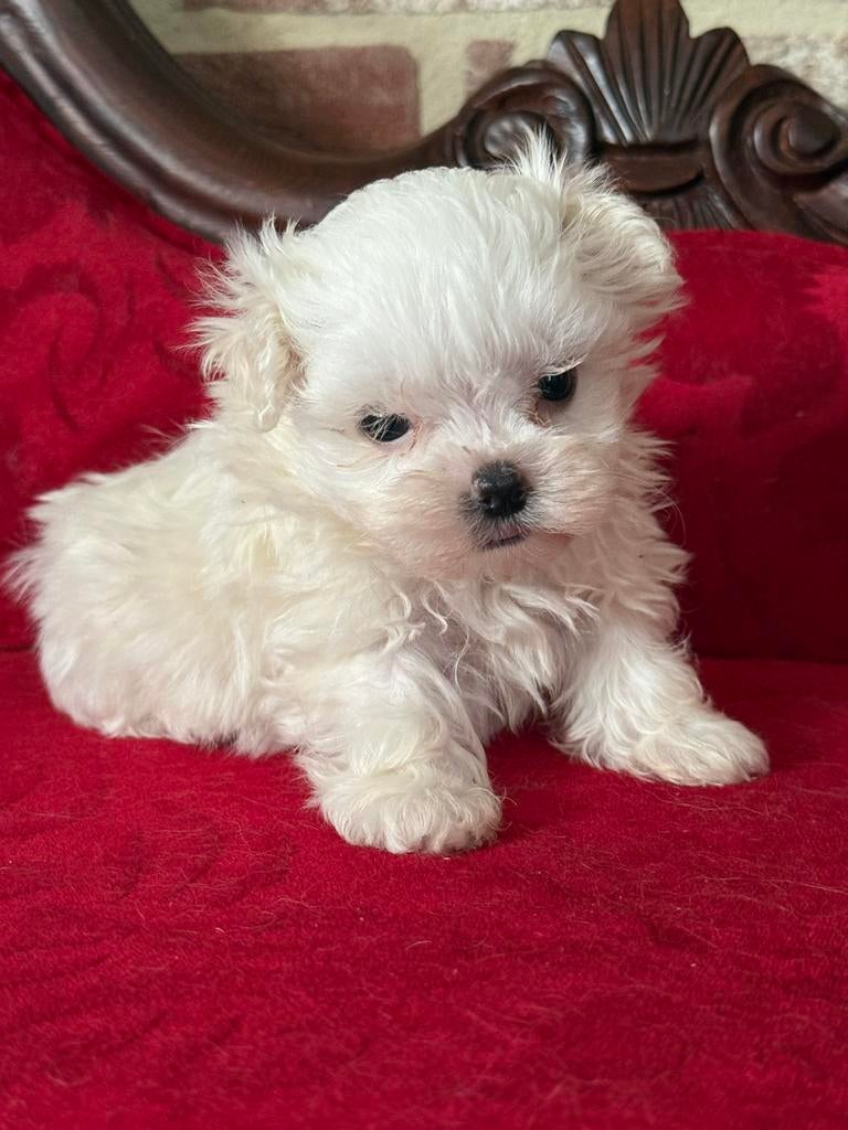 Maltezer pups, Dieren en Toebehoren, Honden | Chihuahua's en Gezelschapshonden, België, Maltezer, 8 tot 15 weken, Parvo