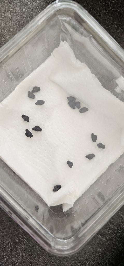 Eitjes wandelend blad PSG 72 Phyllium giganteum, Wandelende tak