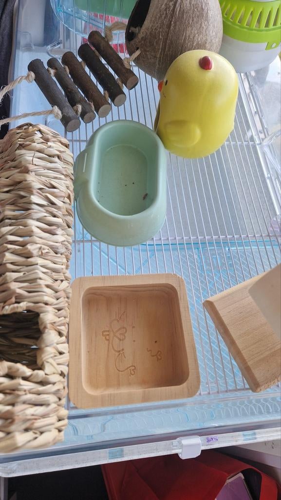 Hamsterkoi, Dieren en Toebehoren, Ophalen of Verzenden